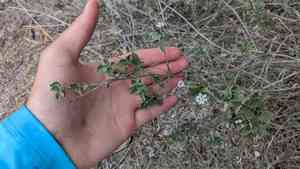 Brushland shrubverbena(Lantana achyranthifolia)