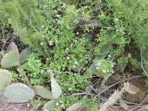 Brushland shrubverbena(Lantana achyranthifolia)