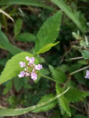 Brushland shrubverbena(Lantana achyranthifolia)