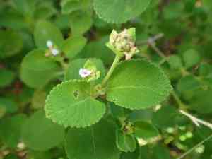 Buttonsage(Lantana involucrata)