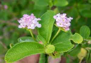 Buttonsage(Lantana involucrata)