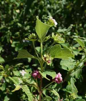 Buttonsage(Lantana involucrata)