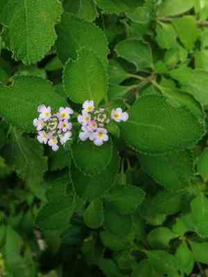 Buttonsage(Lantana involucrata)