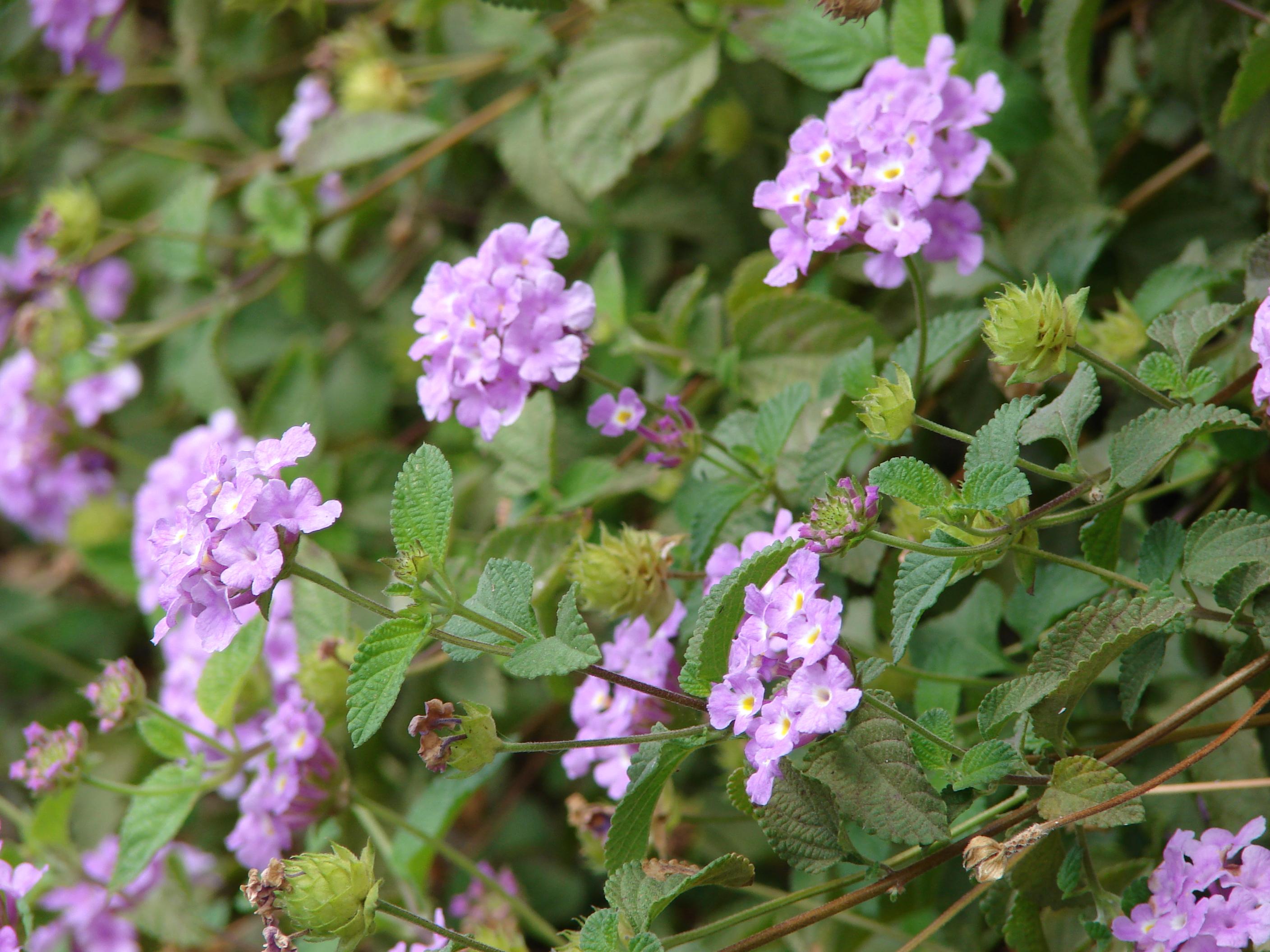 Trailing lantana