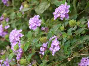 Trailing lantana(Lantana montevidensis)