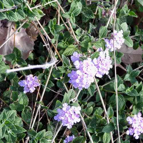 Trailing lantana(Lantana montevidensis)