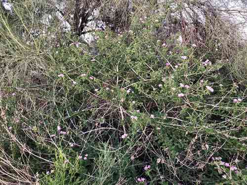 Trailing lantana(Lantana montevidensis)