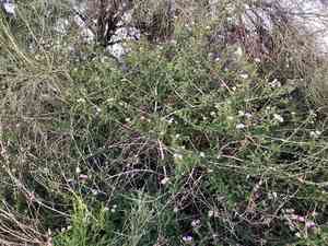 Trailing lantana(Lantana montevidensis)