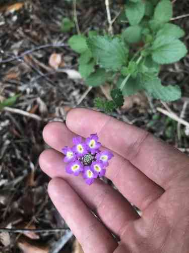 Trailing lantana(Lantana montevidensis)