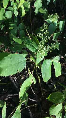 Canadian wood nettle(Laportea canadensis)
