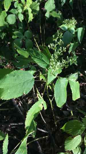 Canadian wood nettle(Laportea canadensis)
