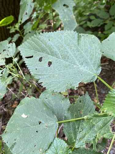 Canadian wood nettle(Laportea canadensis)