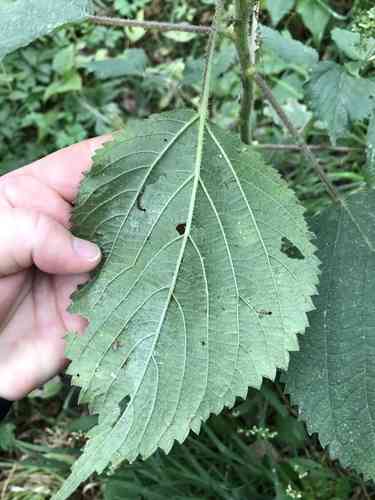 Canadian wood nettle(Laportea canadensis)