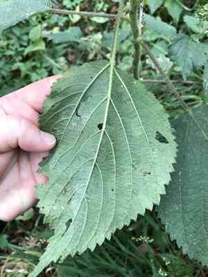 Canadian wood nettle(Laportea canadensis)