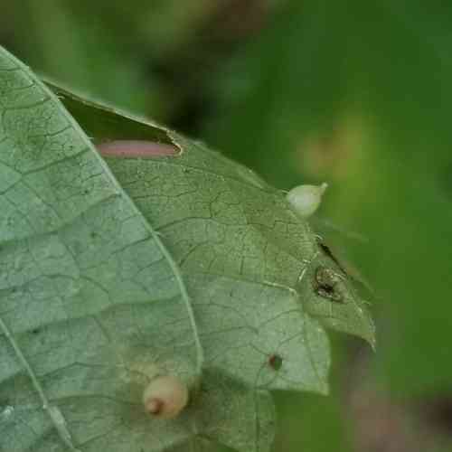 Canadian wood nettle(Laportea canadensis)