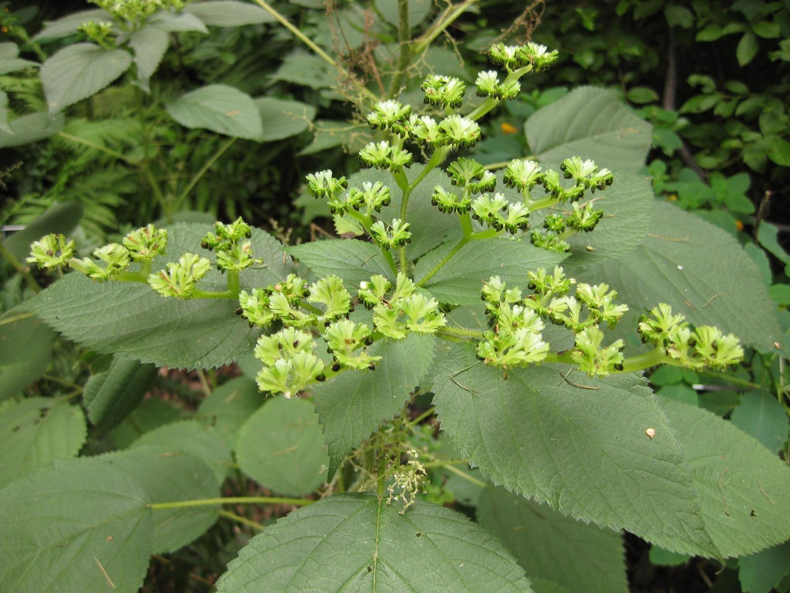 Canadian wood nettle