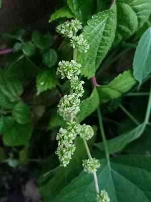 Hawai'i woodnettle(Laportea interrupta)