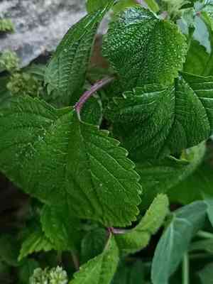 Hawai'i woodnettle(Laportea interrupta)