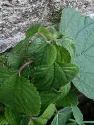 Hawai'i woodnettle(Laportea interrupta)