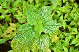 Hawai'i woodnettle(Laportea interrupta)