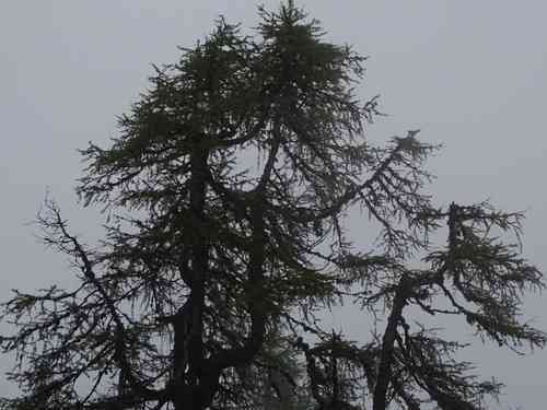 European larch(Larix decidua)