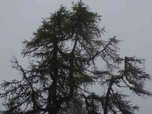 European larch(Larix decidua)