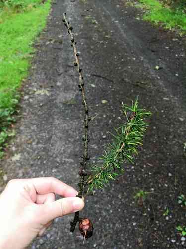 European larch(Larix decidua)