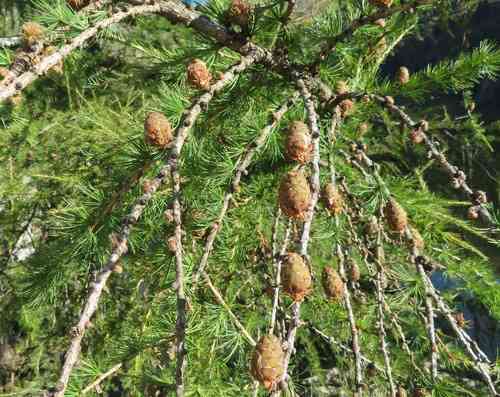 European larch(Larix decidua)