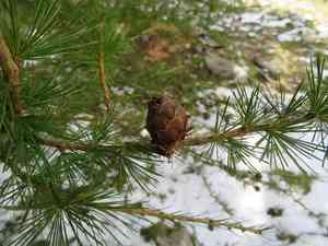European larch(Larix decidua)