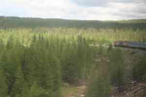 Dahurian larch(Larix gmelinii)