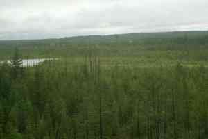 Dahurian larch(Larix gmelinii)