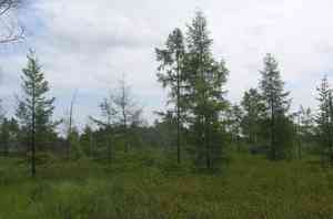Dahurian larch(Larix gmelinii)