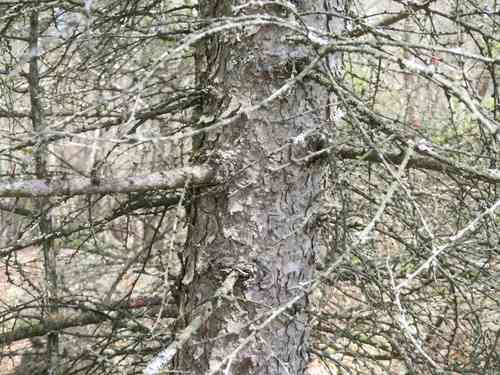 Japanese larch(Larix kaempferi)