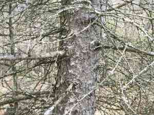 Japanese larch(Larix kaempferi)