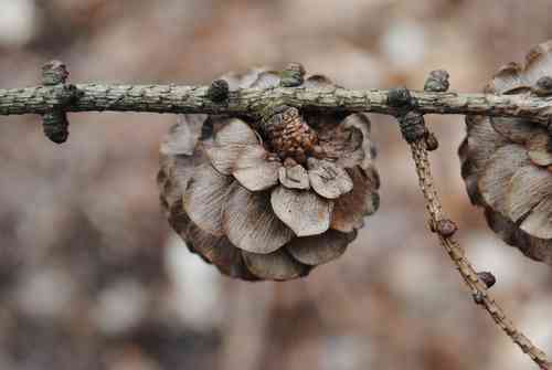 Japanese larch(Larix kaempferi)