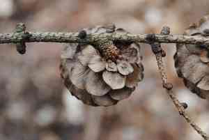 Japanese larch(Larix kaempferi)