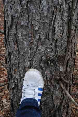 Japanese larch(Larix kaempferi)