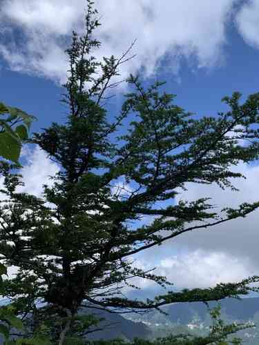 Japanese larch(Larix kaempferi)