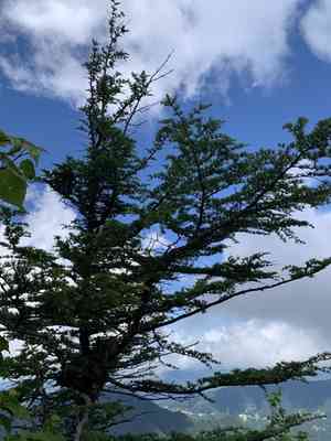 Japanese larch(Larix kaempferi)