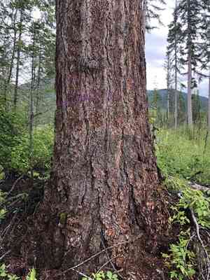 Western larch(Larix occidentalis)