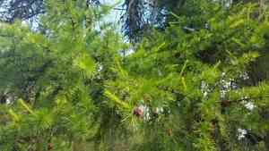 Western larch(Larix occidentalis)