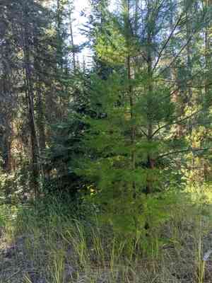 Western larch(Larix occidentalis)