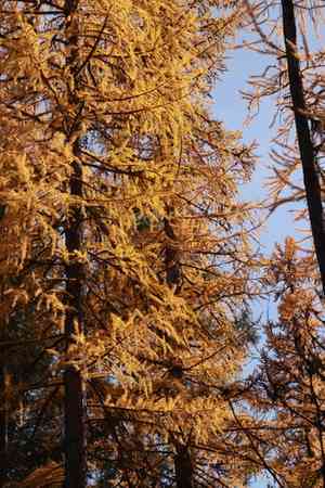 Western larch(Larix occidentalis)