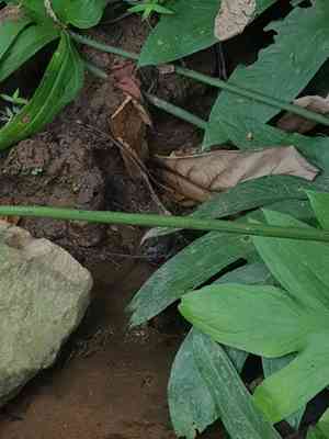 Lasia(Lasia spinosa)