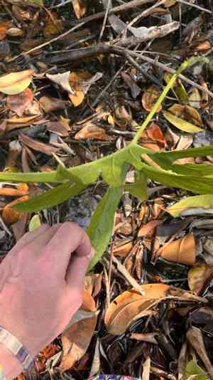 Lasia(Lasia spinosa)