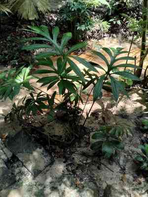 Lasia(Lasia spinosa)