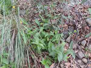 San pedro daisy(Lasianthaea podocephala)