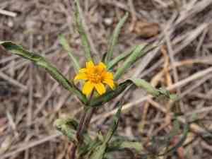 San pedro daisy(Lasianthaea podocephala)