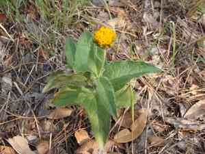 San pedro daisy(Lasianthaea podocephala)
