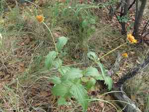 San pedro daisy(Lasianthaea podocephala)